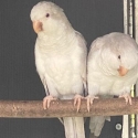 Mutation Quaker Parrots