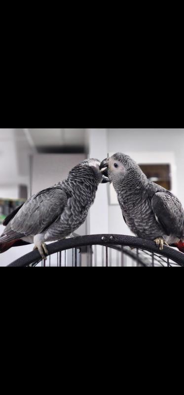 Handreared African Grey parrots