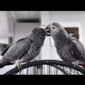 Handreared African Grey parrots