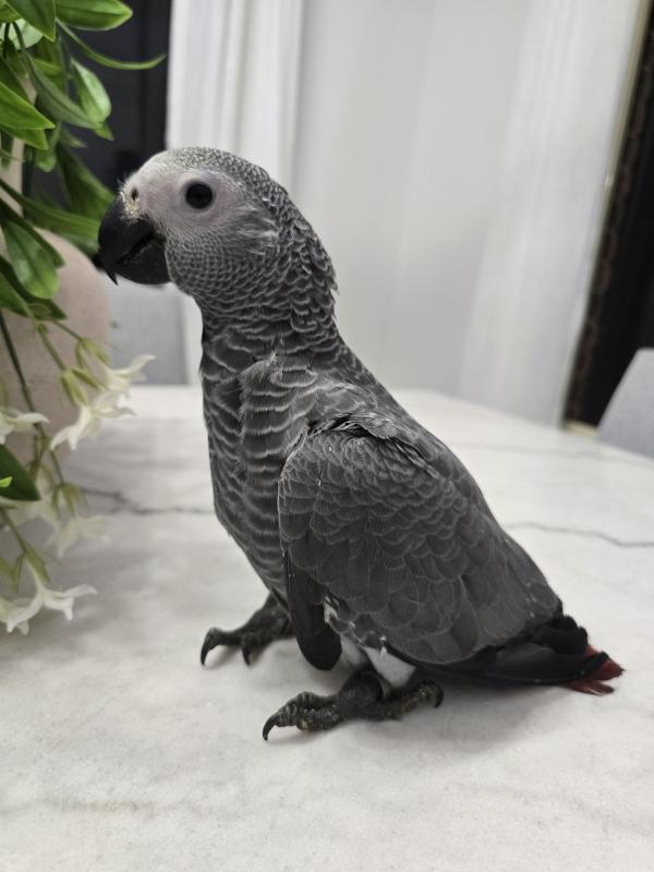 Handraised African Greys