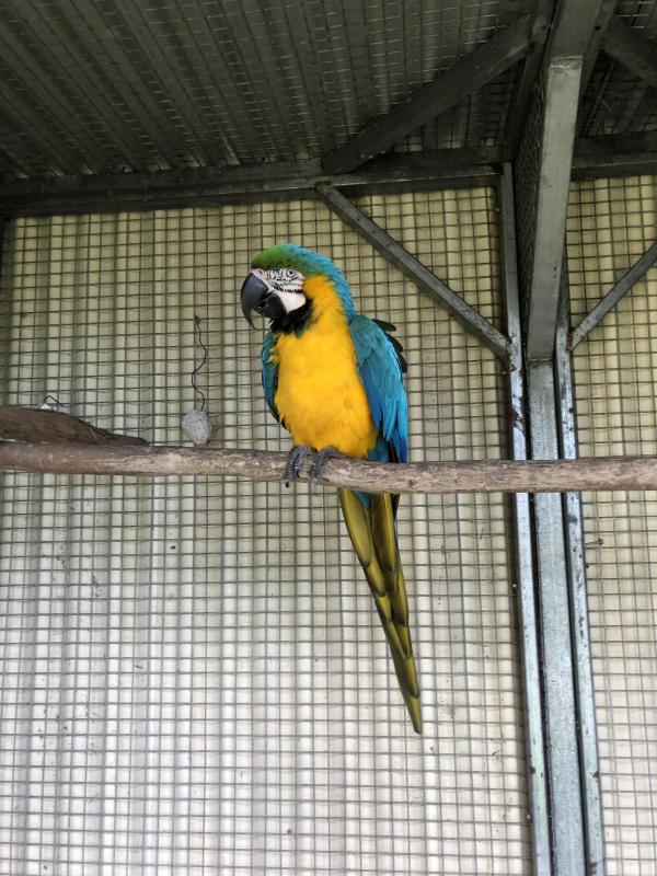 Mature blue and gold male