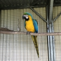 Mature blue and gold male