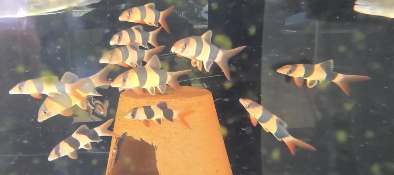 Clown Loaches