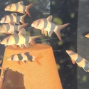 Clown Loaches