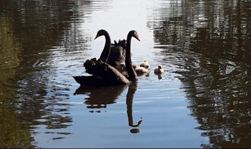 Blackswan