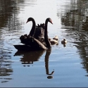 Blackswan