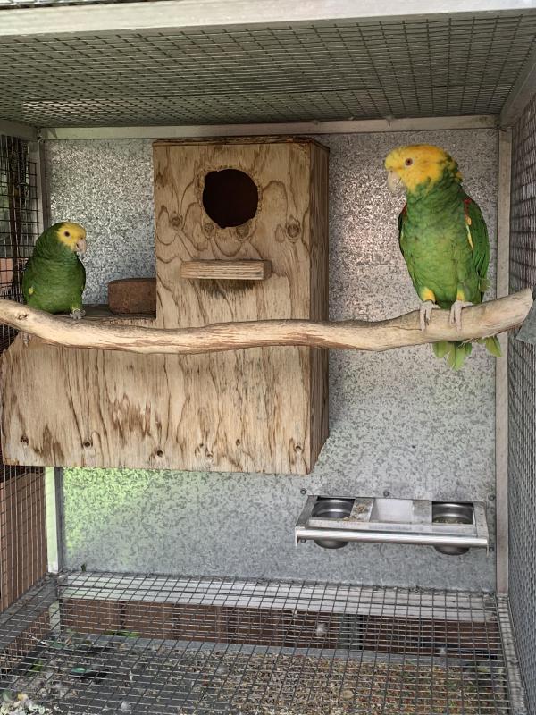 Genuine breeding pair DYH amazon parrots