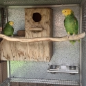 Genuine breeding pair DYH amazon parrots