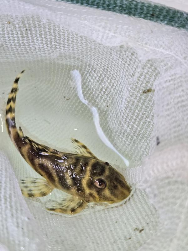L333 KING TIGER PLECO
