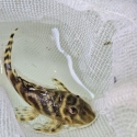 L333 KING TIGER PLECO