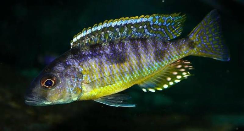 Stigmatochromis Pleurospilus