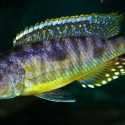 Stigmatochromis Pleurospilus