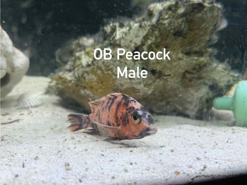 African cichlids