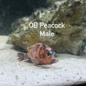 African cichlids
