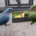 Quaker mutations