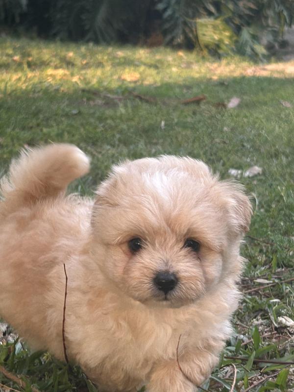 Tiny toy Cavoodles ready next weekend
