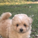Tiny toy Cavoodles ready next weekend