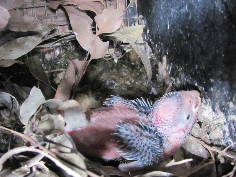Young Galah