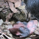 Young Galah