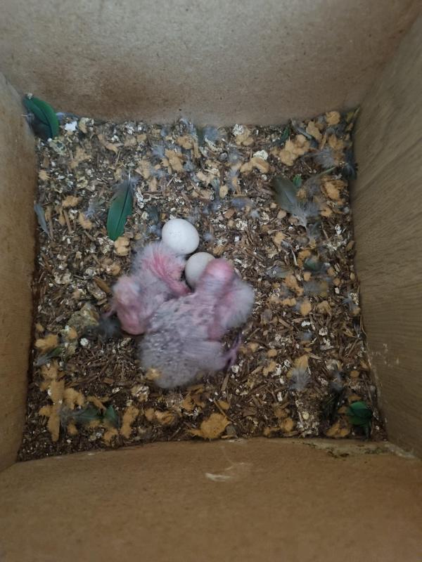 Turquoise greencheek conure for hand raising.