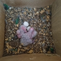 Turquoise greencheek conure for hand raising.