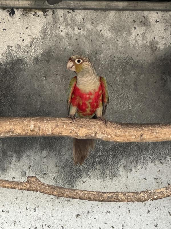 Cinnamon crimson belly conure