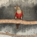 Cinnamon crimson belly conure