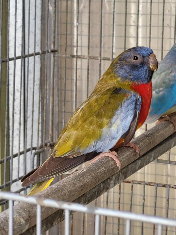 Cinnamon scarlet chested parrot