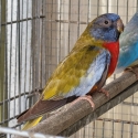 Cinnamon scarlet chested parrot