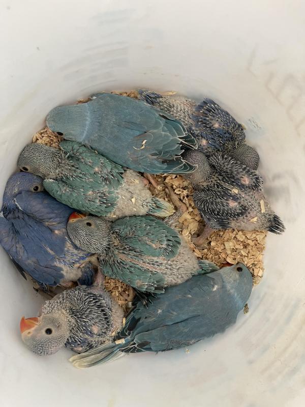 Mutation Baby Indian ringnecks