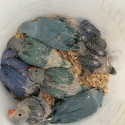 Mutation Baby Indian ringnecks