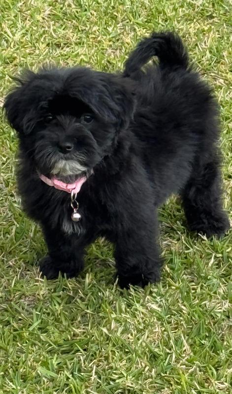 Stunning toy Cavoodle female puppy