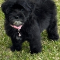 Stunning toy Cavoodle female puppy