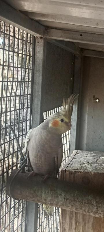 Avary bird's cockatiels
