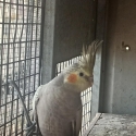 Avary bird's cockatiels