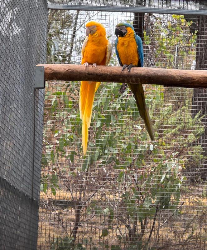 Breeding pair Lutino B/G Macaw + split lutino B/G