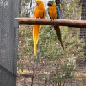 Breeding pair Lutino B/G Macaw + split lutino B/G