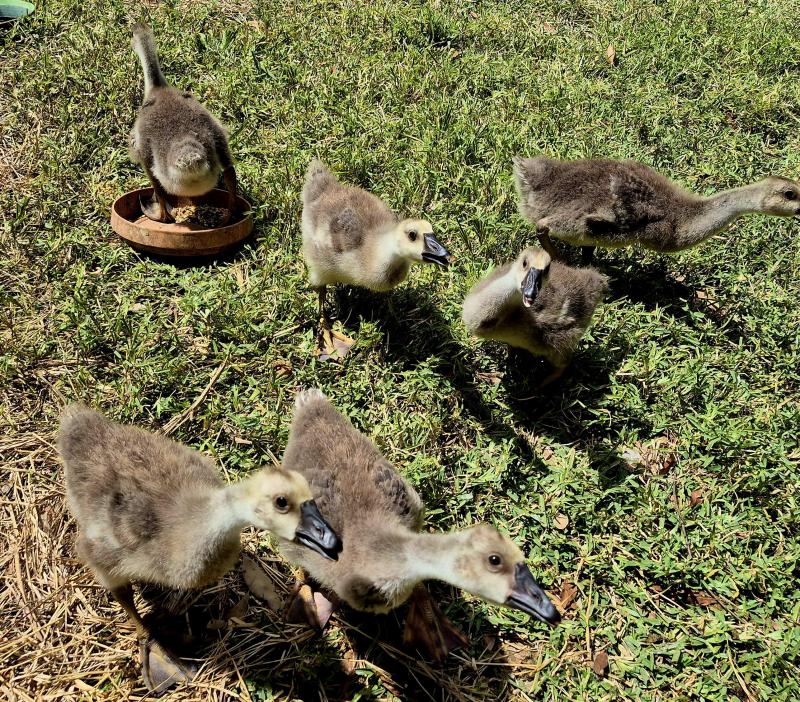 Chinese geese goslings