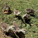 Chinese geese goslings