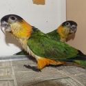 BLACK HEADED CAIQUE