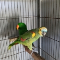 Amazon and Eclectus 4yo males