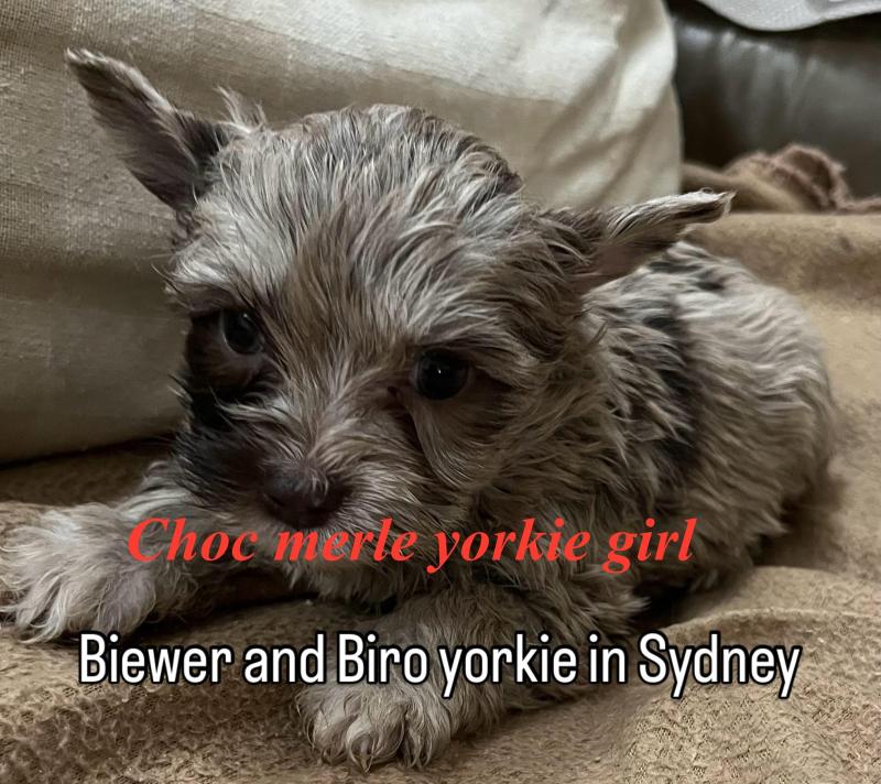 Choc Merle Yorkshire terrier imported puppies