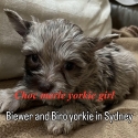 Choc Merle Yorkshire terrier imported puppies