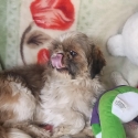 Gorgeous  Shih Tzu x Maltese   Entire Girl