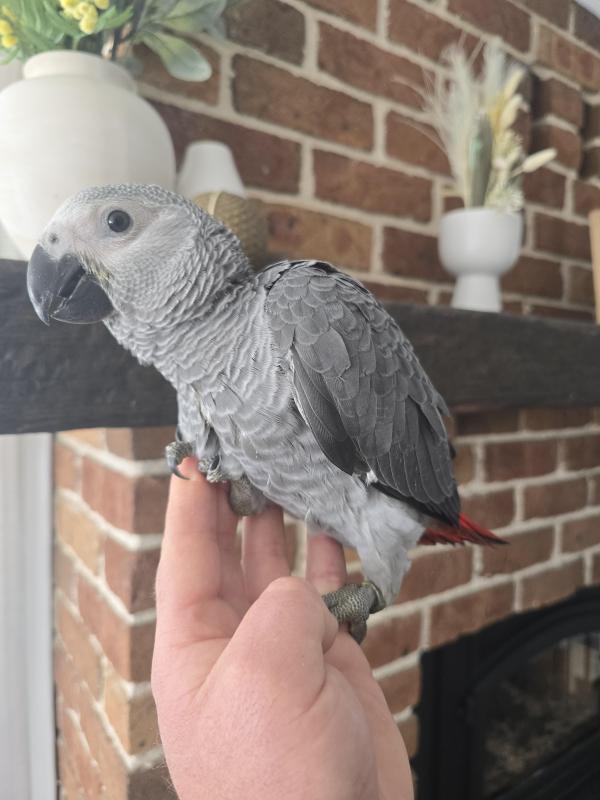 Handraised African Greys