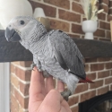Handraised African Greys
