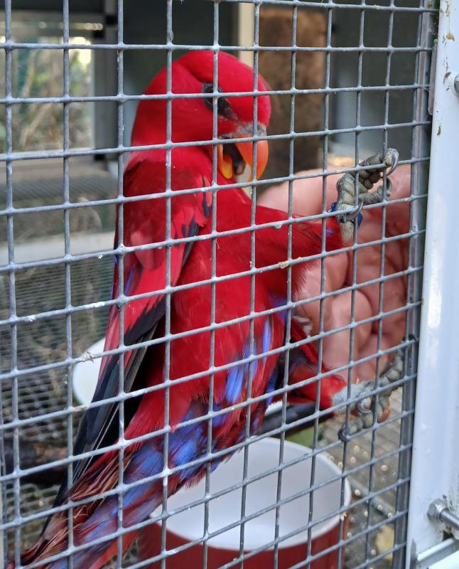Three hand raised Moluccan lorries