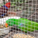 Six pairs of mature Eclectus parrots