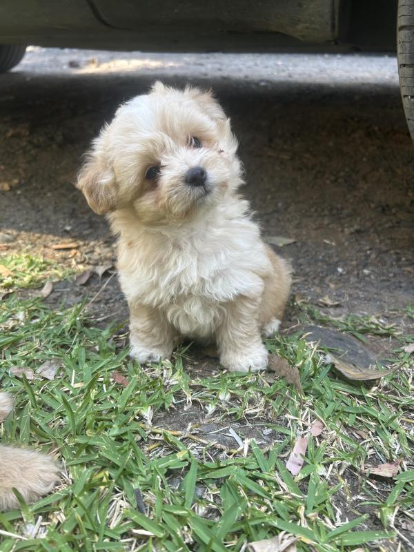 Tiny toy Cavoodles ready this week