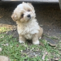 Tiny toy Cavoodles ready this week